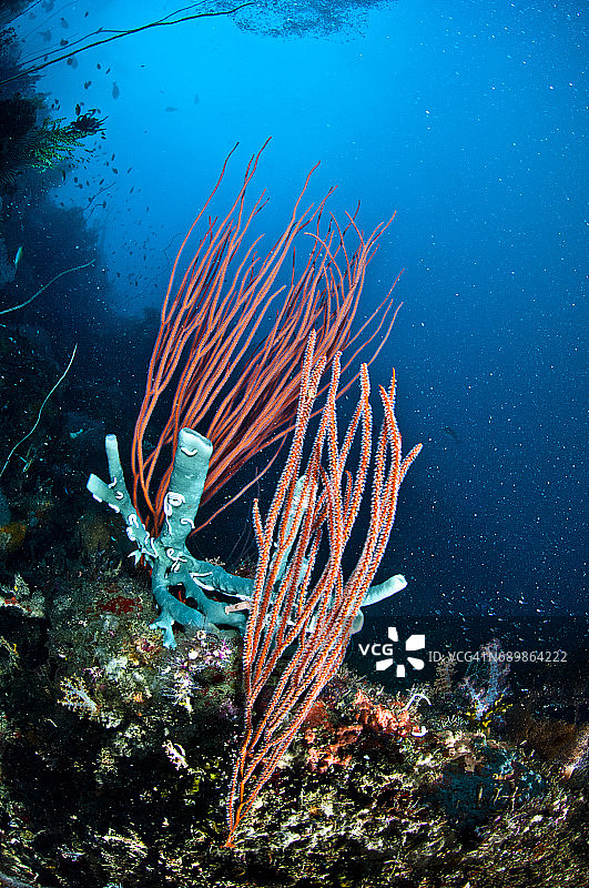 印度尼西亚西巴布亚岛拉贾安帕的海洋生物。图片素材