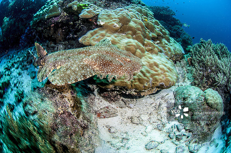 印度尼西亚西巴布亚岛拉贾安帕的海洋生物。图片素材