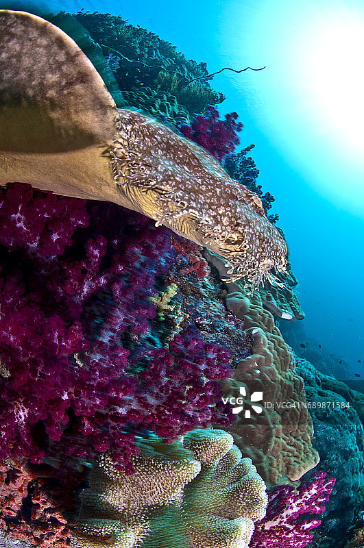 印度尼西亚西巴布亚岛拉贾安帕的海洋生物。图片素材