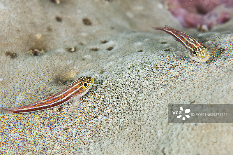 印度尼西亚西巴布亚岛拉贾安帕的海洋生物。图片素材
