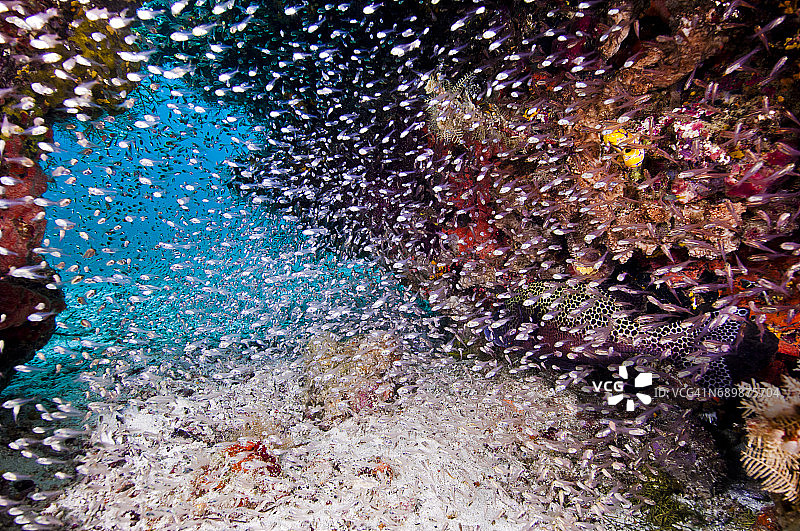 印度尼西亚西巴布亚岛拉贾安帕的海洋生物。图片素材