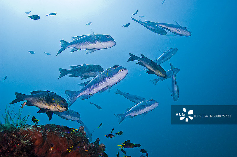 印度尼西亚西巴布亚岛拉贾安帕的海洋生物。图片素材