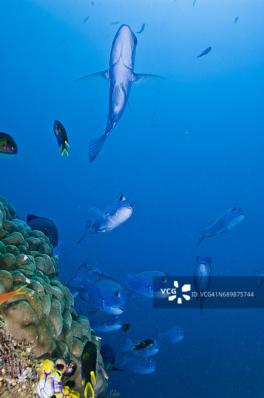 印度尼西亚西巴布亚岛拉贾安帕的海洋生物。图片素材