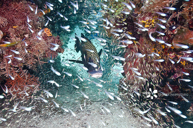 印度尼西亚西巴布亚岛拉贾安帕的海洋生物。图片素材