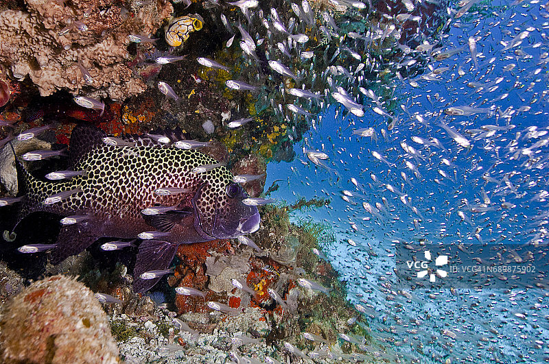 印度尼西亚西巴布亚岛拉贾安帕的海洋生物。图片素材