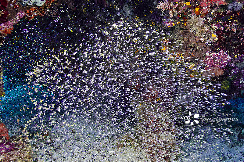 印度尼西亚西巴布亚岛拉贾安帕的海洋生物。图片素材