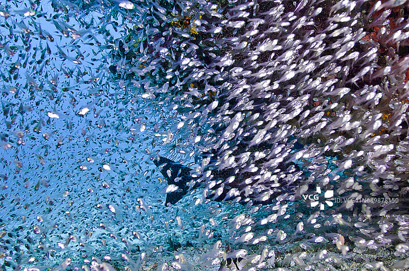 印度尼西亚西巴布亚岛拉贾安帕的海洋生物。图片素材