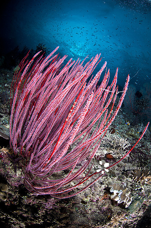 印度尼西亚西巴布亚岛拉贾安帕的海洋生物。图片素材