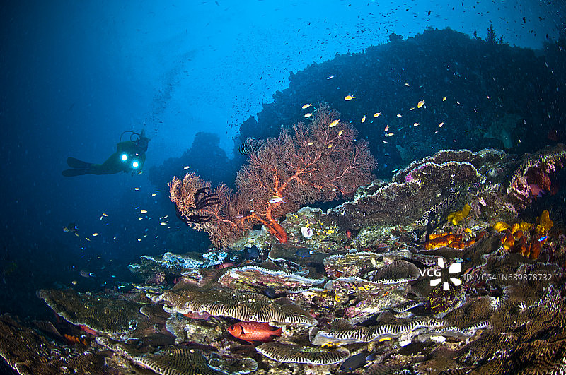 印度尼西亚西巴布亚岛拉贾安帕的海洋生物。图片素材