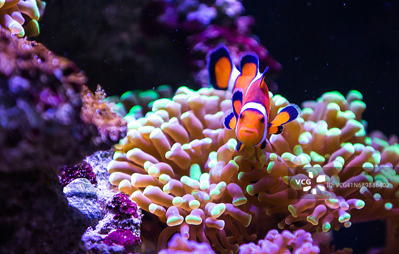 珊瑚背景下的小丑鱼图片素材