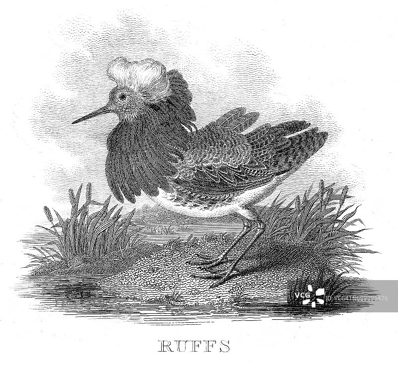 1812年的褶边雕刻图片素材