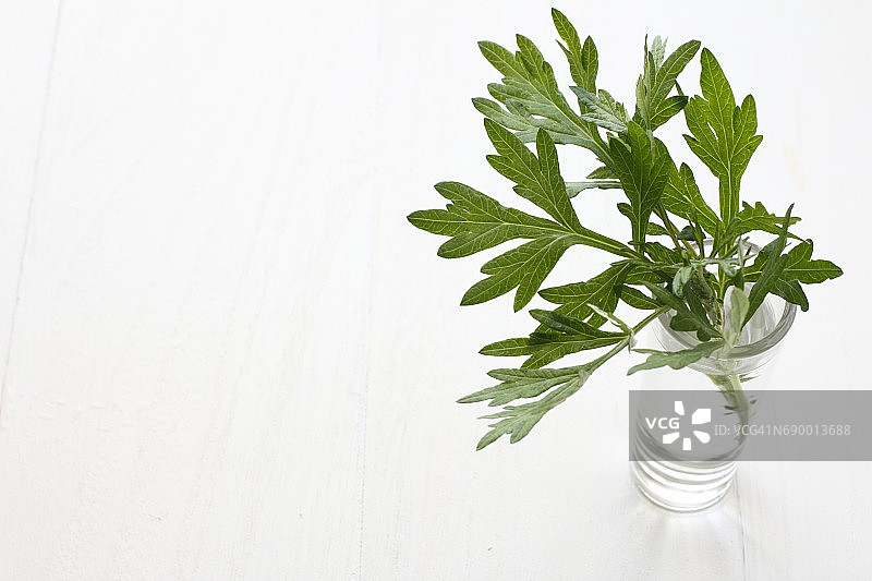 苦艾草图片素材