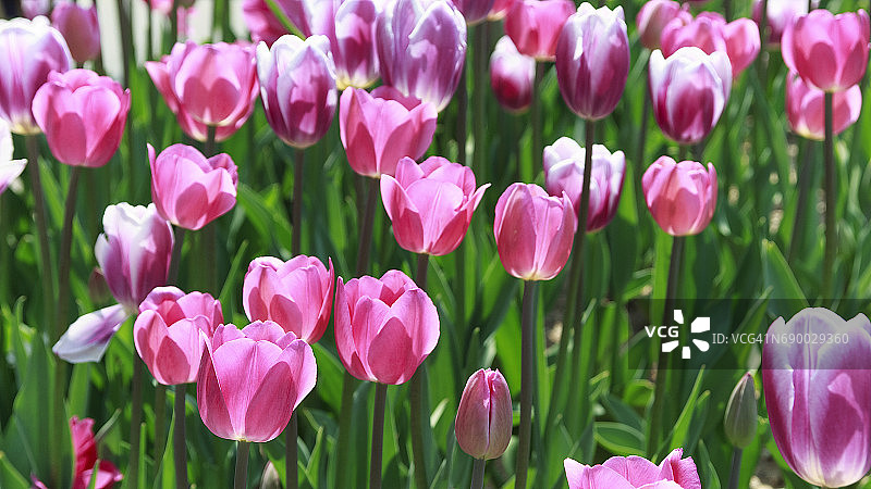 粉色郁金香风景图片素材