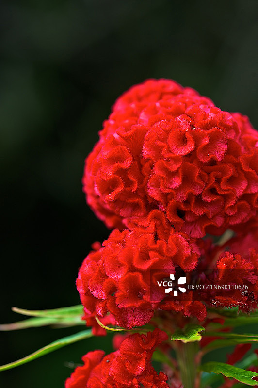 极致红图片素材