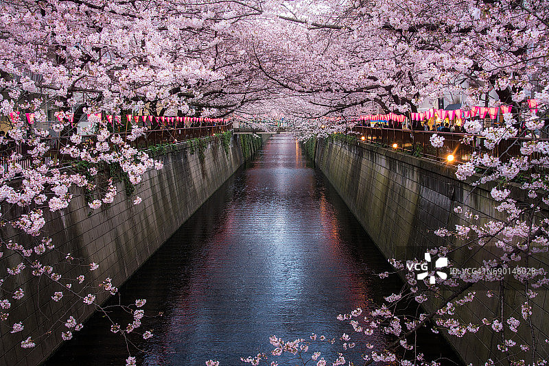 目黑区的樱花图片素材