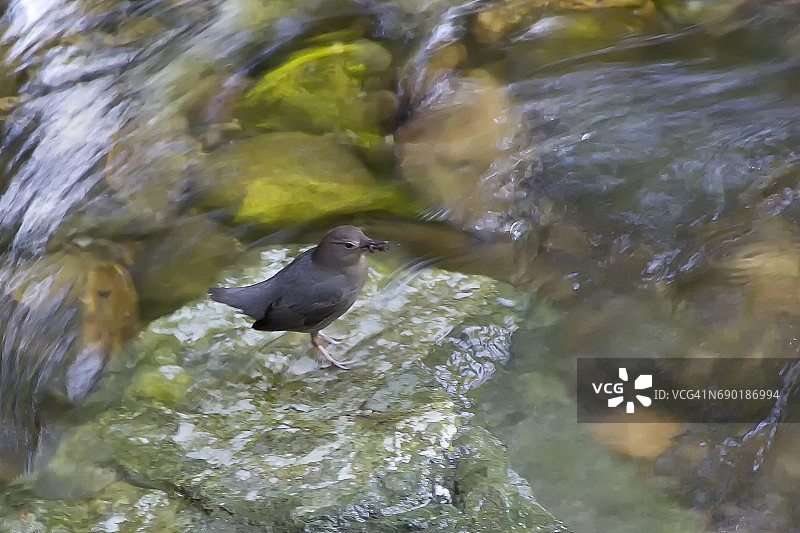带有昆虫的美洲河乌图片素材
