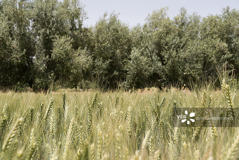 摩洛哥南部斯库拉绿洲的小麦图片素材