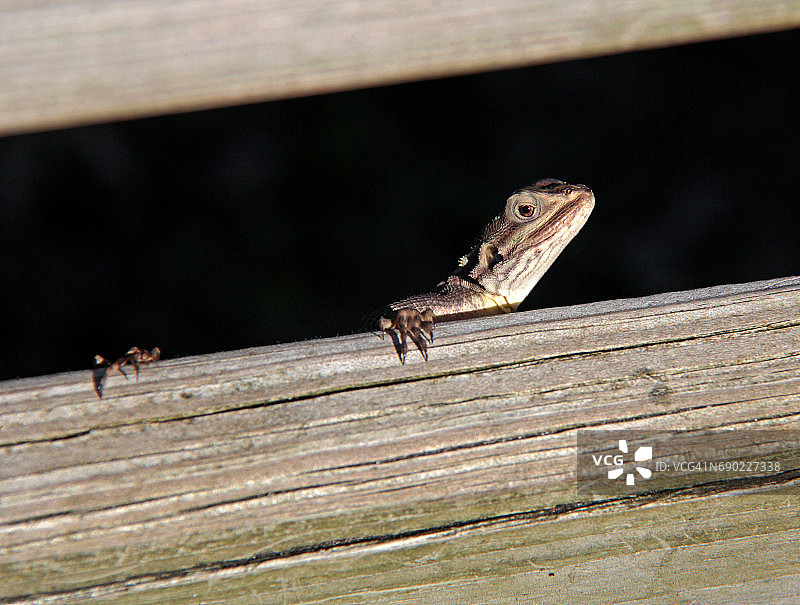 丽斑麻蜥图片素材