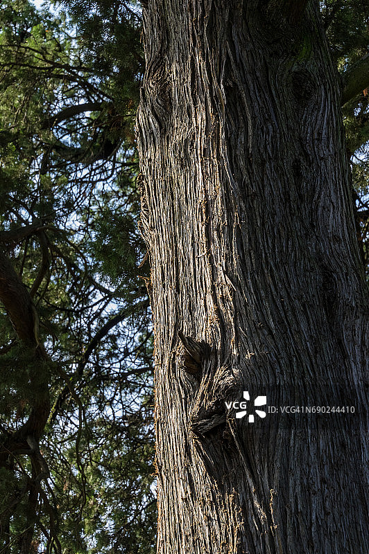树皮纹理图片素材