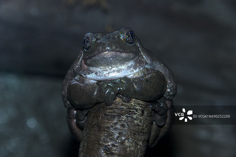 亚马逊牛奶蛙图片素材