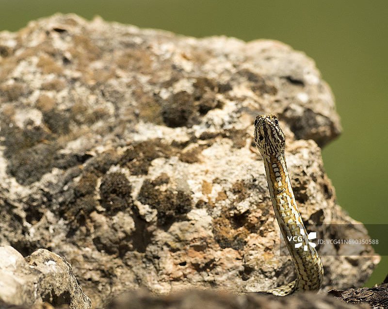 蒙彼利埃蛇在水坑附近滑行图片素材