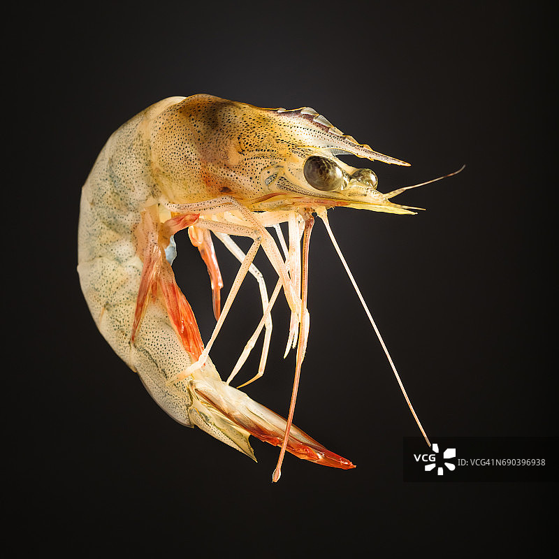 鲜香蕉虾(merguiensis Fenneropenaeus merguiensis)图片素材