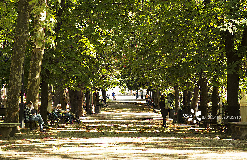 意大利罗马平丘山上的一排树图片素材