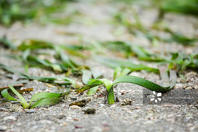 退潮时的海草海湾图片素材