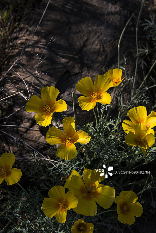 沙漠野花图片素材