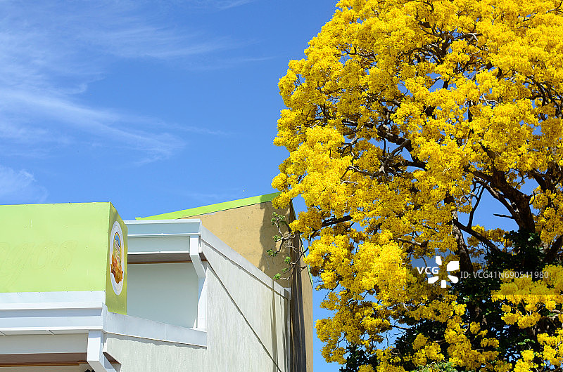 黄色的树图片素材