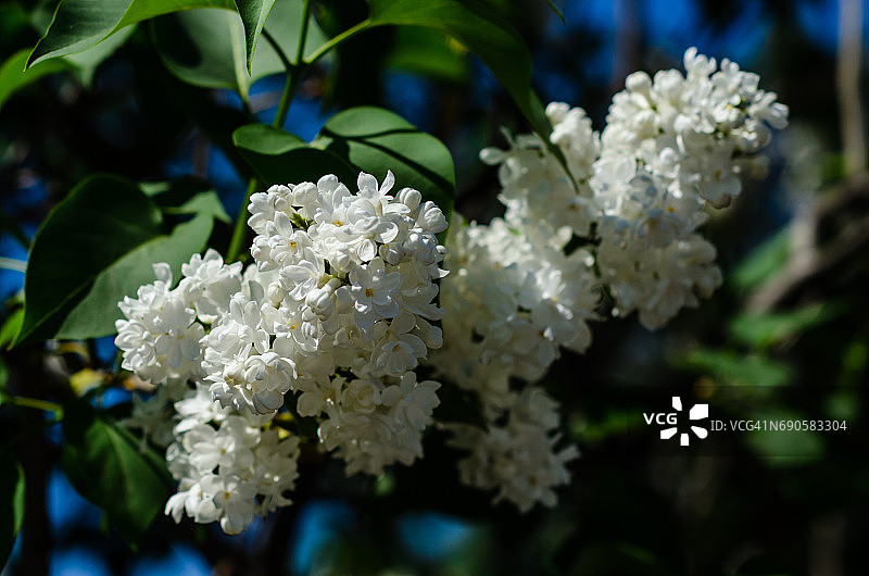春日丁香花图片素材