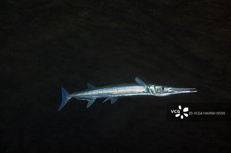 竹竿鱼图片素材