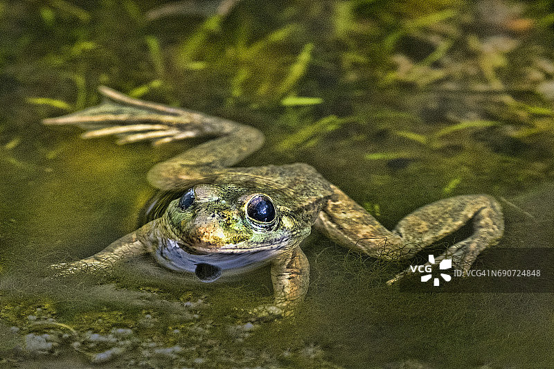 低地豹蛙图片素材