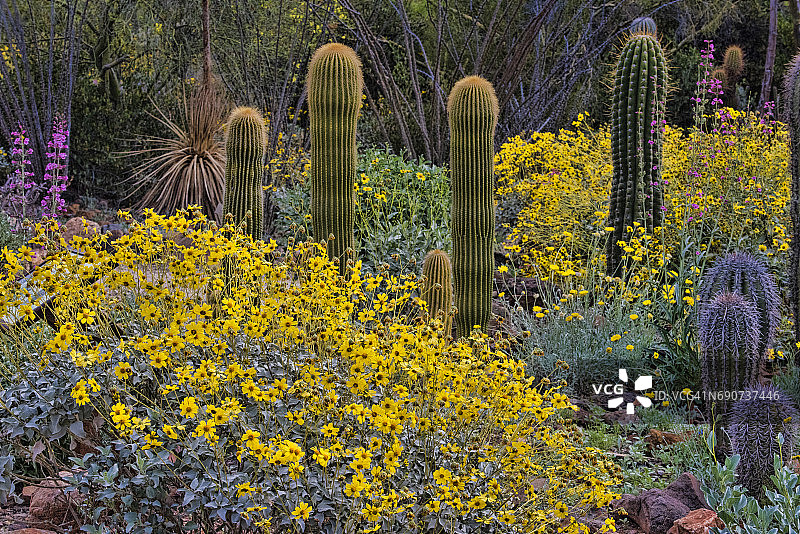 沙漠野花图片素材