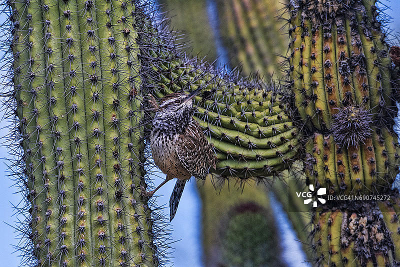 仙人掌上的仙人掌鹪鹩图片素材