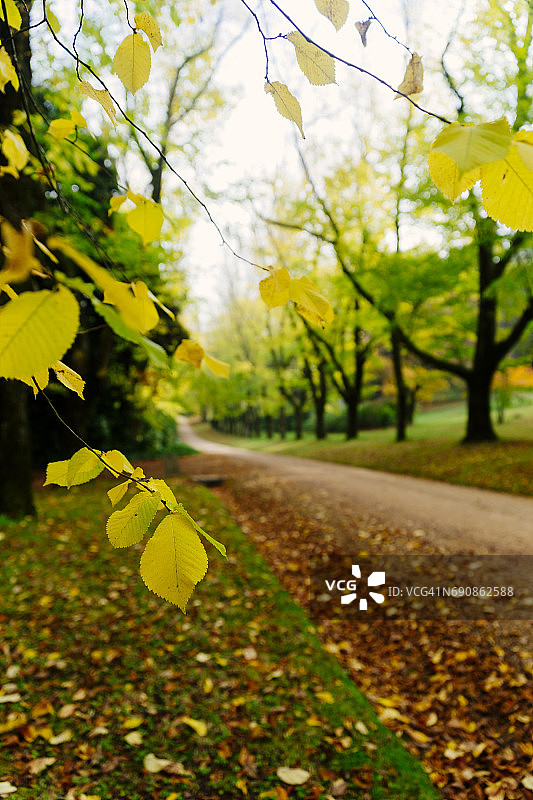 澳大利亚维多利亚州马其顿山的秋季绿色和黄色人行道图片素材