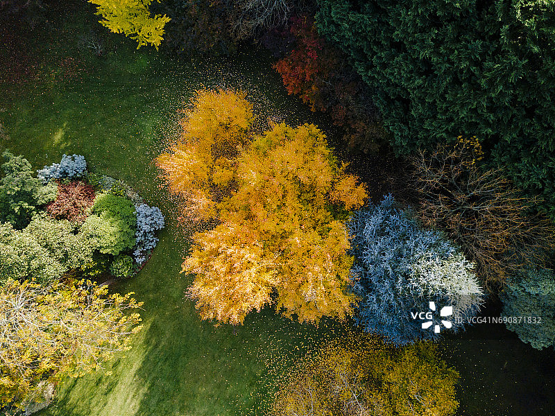 色彩缤纷的秋季树木鸟瞰图片素材