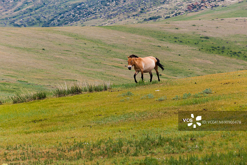 蒙古国哈斯台努鲁国家公园普氏野马图片素材