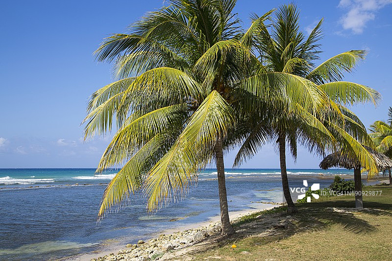 半月度假村海滩边的棕榈树图片素材