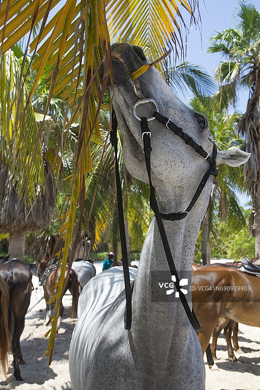 马啃食棕榈树叶图片素材