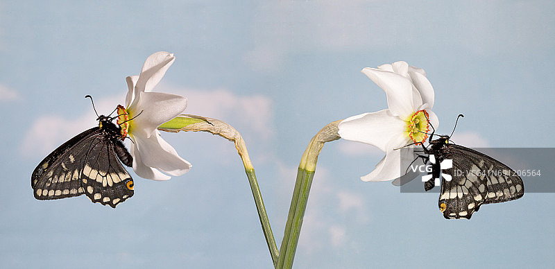 翠凤蝶图片素材