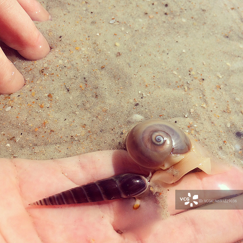 海滩上的蜗牛图片素材