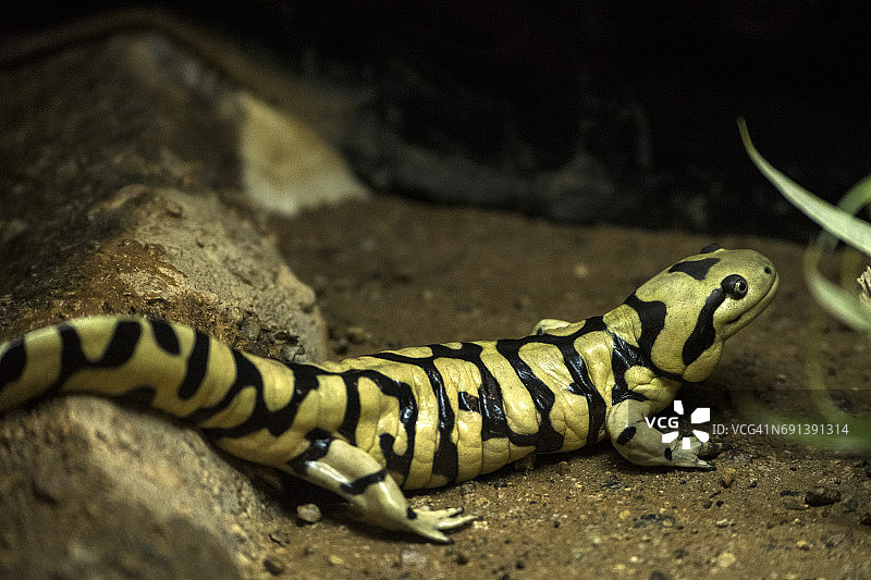 虎纹钝口螈图片素材