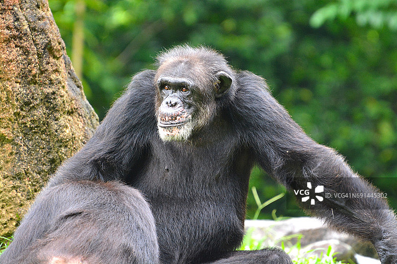成年黑猩猩图片素材