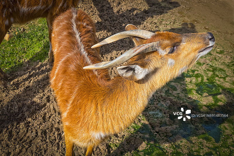 西塔通加羚羊侧面特写图片素材