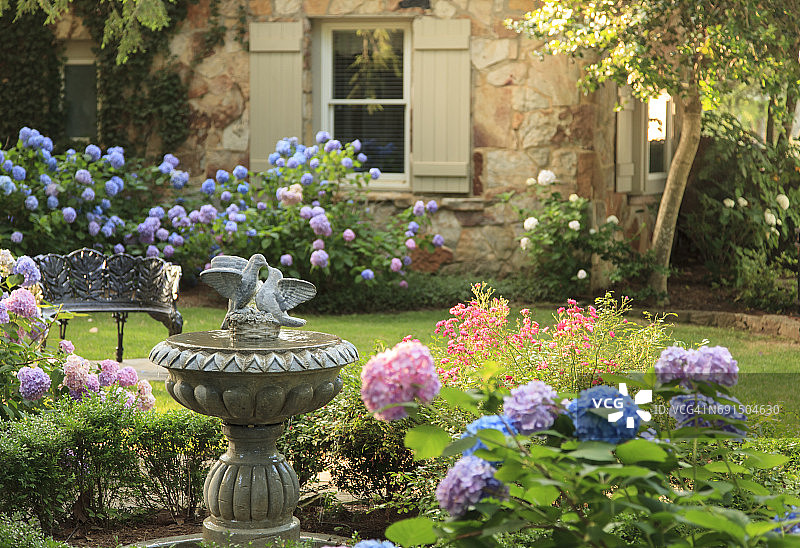 环绕鸟浴池的绣球花图片素材