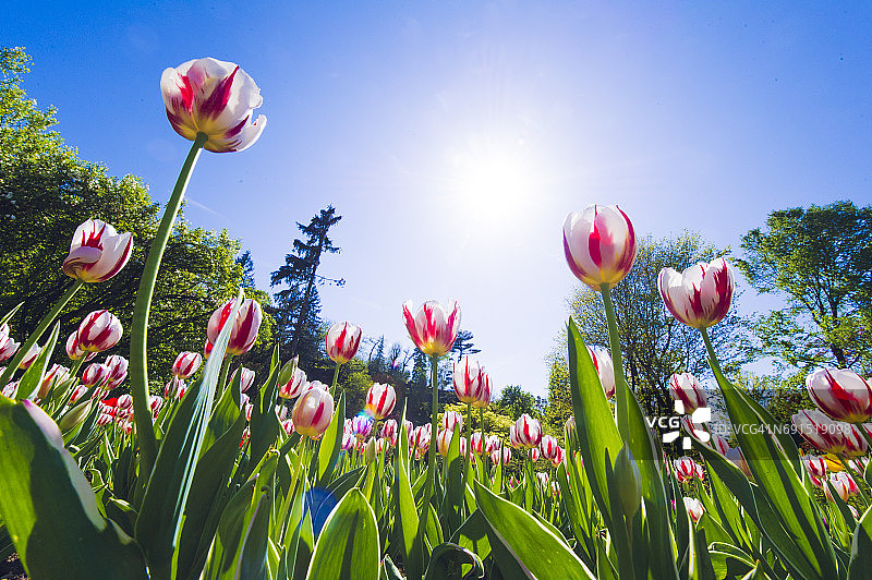 意大利斯特雷萨盛开的郁金香图片素材