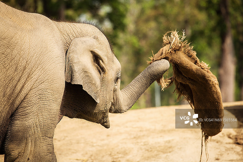 在尼泊尔奇特旺公园玩布料的小象宝宝图片素材