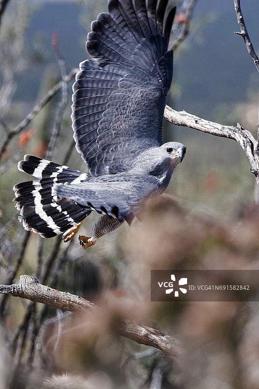 草原猎隼图片素材