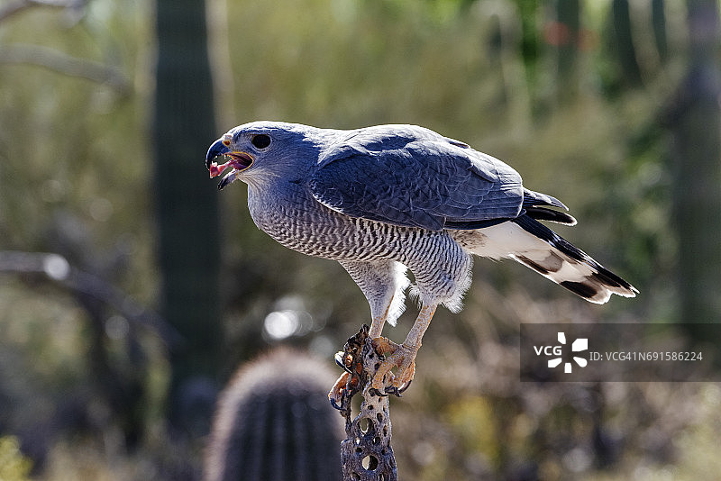 草原猎隼图片素材